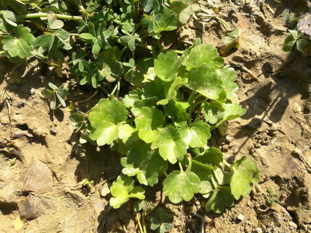 Ranunculus?